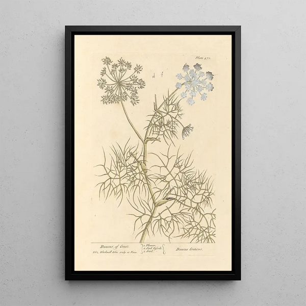 Carotte de Crète - Elizabeth Blackwell — ingelijst kunstwerk aan de muur