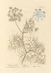 Carotte de Crète - Elizabeth Blackwell — weergave van het kunstwerk