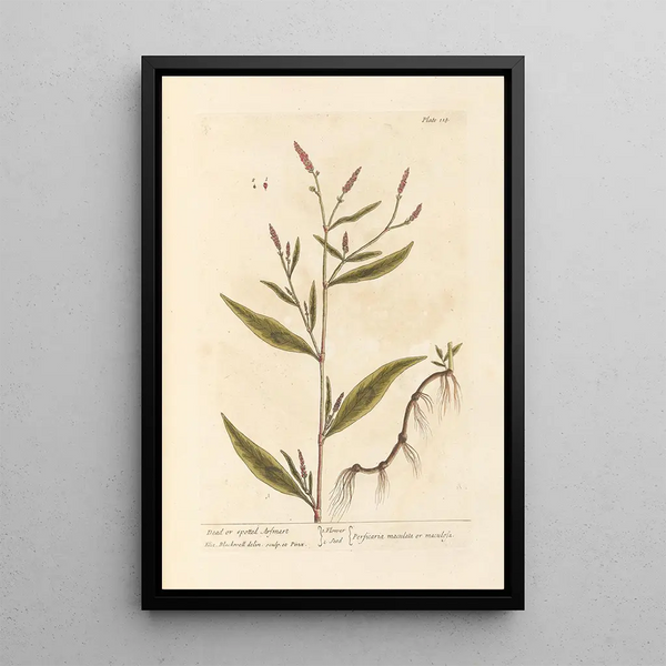 Renouée Tachetée of Morte - Elizabeth Blackwell — ingelijst kunstwerk aan de muur