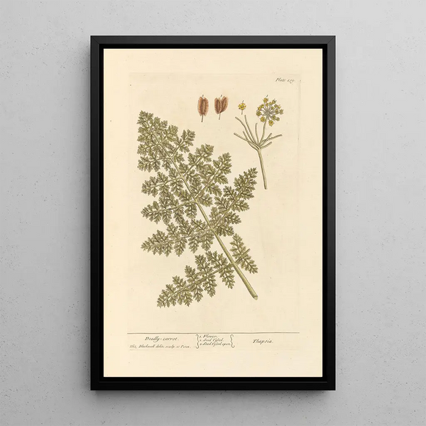 Carotte Mortelle - Elizabeth Blackwell — ingelijst kunstwerk aan de muur