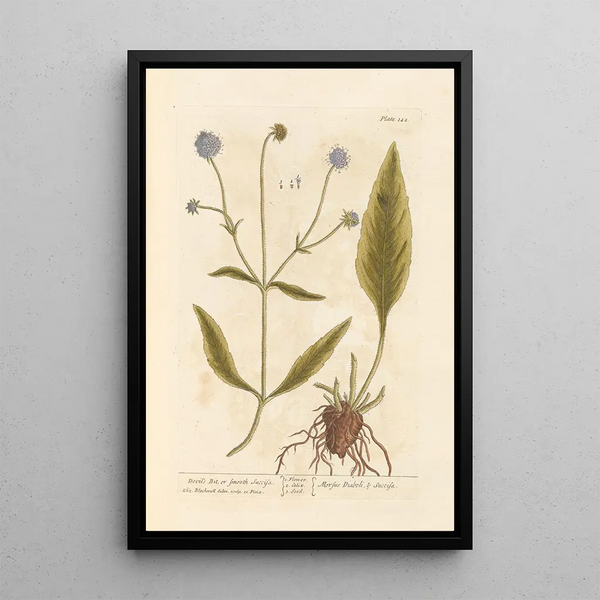 Succise Lisse of Mors du Diable - Elizabeth Blackwell — ingelijst kunstwerk aan de muur