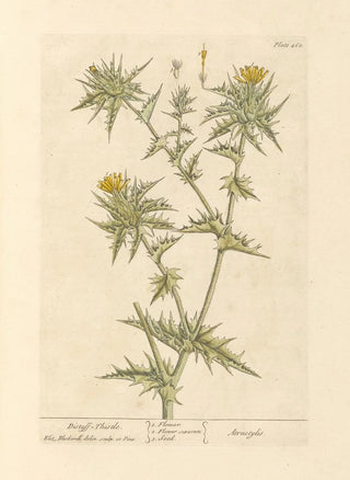 Elizabeth Blackwell - Distaff thistle.webp