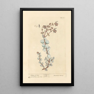 Elizabeth Blackwell - Dittany of creet.webp