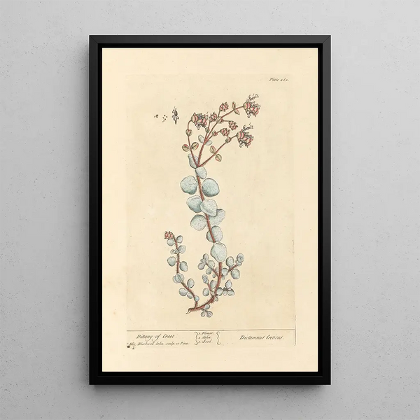 Dictame de Crète - Elizabeth Blackwell — ingelijst kunstwerk aan de muur