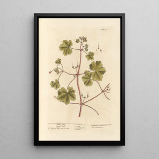 Elizabeth Blackwell - Doves foot Cranes bill.webp