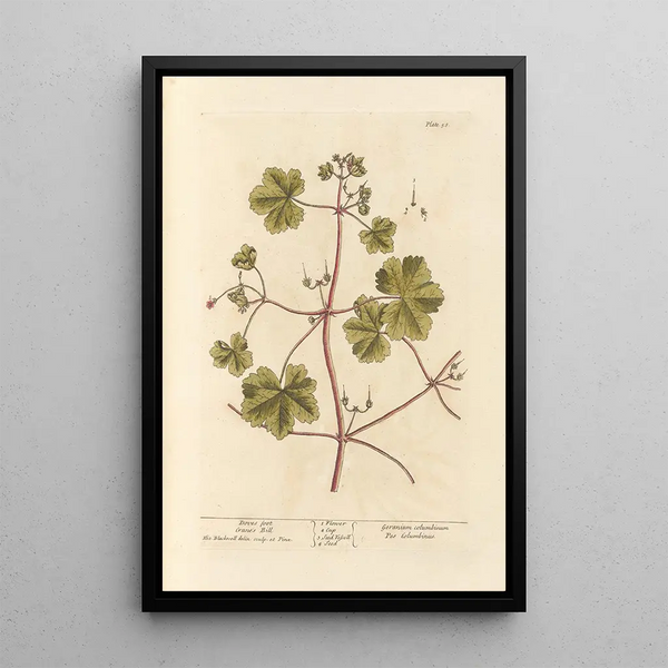 Bec-de-Grue Pied-de-Pigeon - Elizabeth Blackwell — ingelijst kunstwerk aan de muur