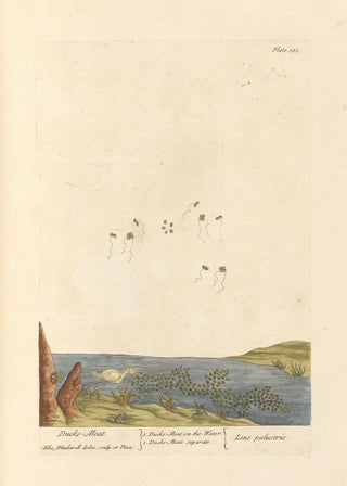 Elizabeth Blackwell - Ducks meat.webp
