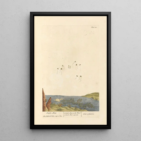 Lentille d'Eau - Elizabeth Blackwell — ingelijst kunstwerk aan de muur