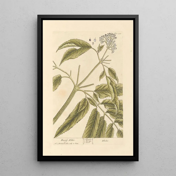 Sureau Nain - Elizabeth Blackwell — ingelijst kunstwerk aan de muur