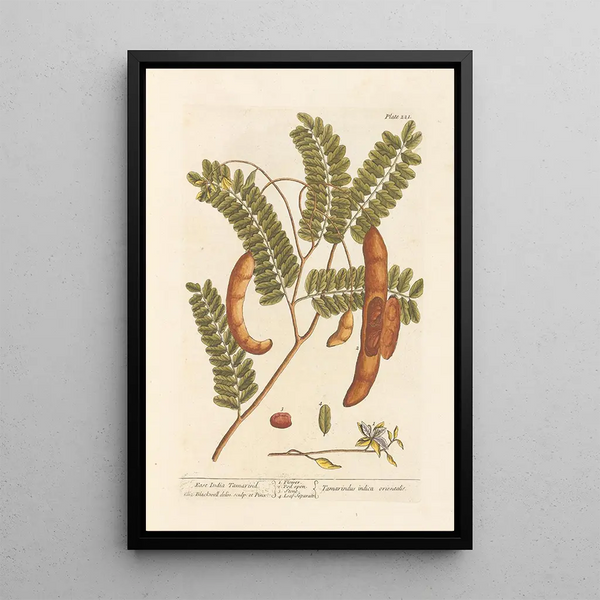 Tamarin des Indes Orientales - Elizabeth Blackwell — ingelijst kunstwerk aan de muur