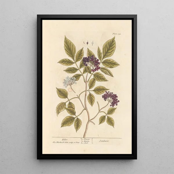 Sureau - Elizabeth Blackwell — ingelijst kunstwerk aan de muur