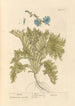 Endive - Elizabeth Blackwell — weergave van het kunstwerk
