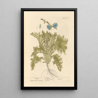 Elizabeth Blackwell - Endive.webp