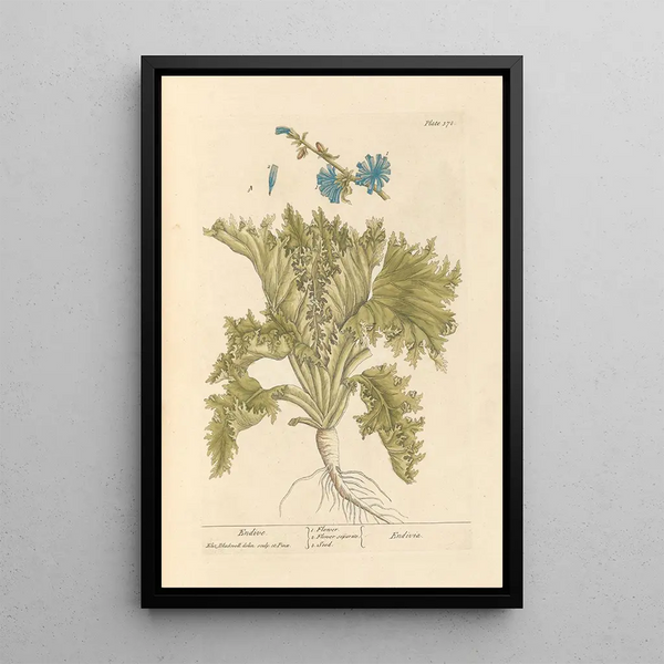 Endive - Elizabeth Blackwell — ingelijst kunstwerk aan de muur