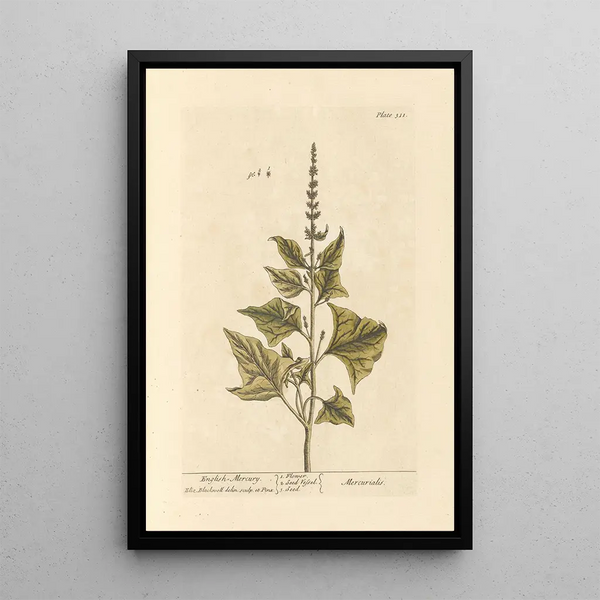 Mercuriale Anglaise - Elizabeth Blackwell — ingelijst kunstwerk aan de muur