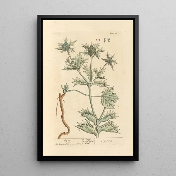 Panicaut - Elizabeth Blackwell — ingelijst kunstwerk aan de muur