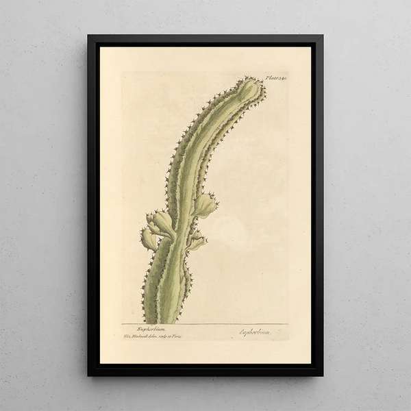 Euphorbe - Elizabeth Blackwell — ingelijst kunstwerk aan de muur