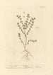 Euphraise - Elizabeth Blackwell — weergave van het kunstwerk