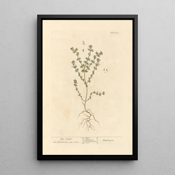Euphraise - Elizabeth Blackwell — ingelijst kunstwerk aan de muur