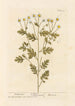 Fougère à Plumes - Elizabeth Blackwell — weergave van het kunstwerk