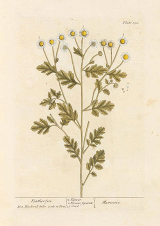 Elizabeth Blackwell - Featherfen.webp