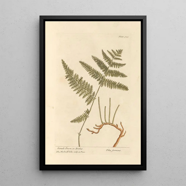 Fougère Femelle of Fougère Aigle - Elizabeth Blackwell — ingelijst kunstwerk aan de muur