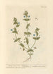 Pimprenelle Femelle - Elizabeth Blackwell — weergave van het kunstwerk