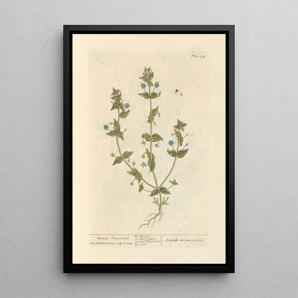 Pimprenelle Femelle - Elizabeth Blackwell — ingelijst kunstwerk aan de muur