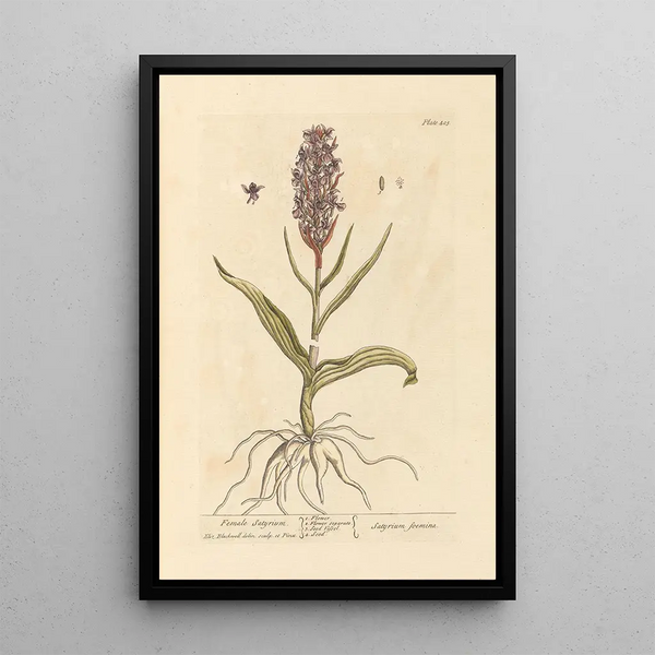 Satyre Femelle - Elizabeth Blackwell — ingelijst kunstwerk aan de muur