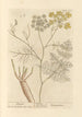 Venkel - Elizabeth Blackwell — weergave van het kunstwerk