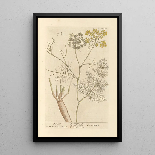 Venkel - Elizabeth Blackwell — ingelijst kunstwerk aan de muur