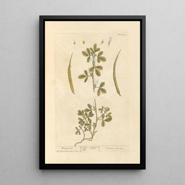 Fenegriek - Elizabeth Blackwell — ingelijst kunstwerk aan de muur