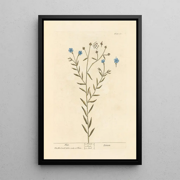 Lin - Elizabeth Blackwell — ingelijst kunstwerk aan de muur