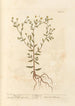 Pulicaire - Elizabeth Blackwell — weergave van het kunstwerk