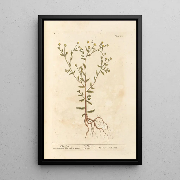 Pulicaire - Elizabeth Blackwell — ingelijst kunstwerk aan de muur