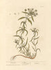 Psyllium - Elizabeth Blackwell — weergave van het kunstwerk