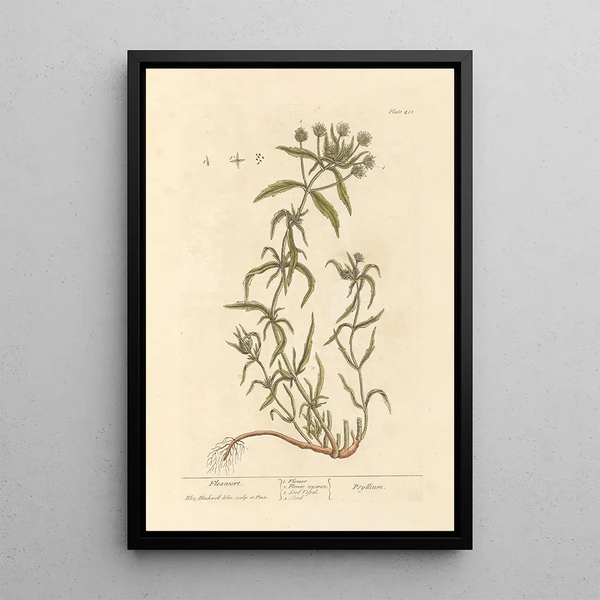 Psyllium - Elizabeth Blackwell — ingelijst kunstwerk aan de muur