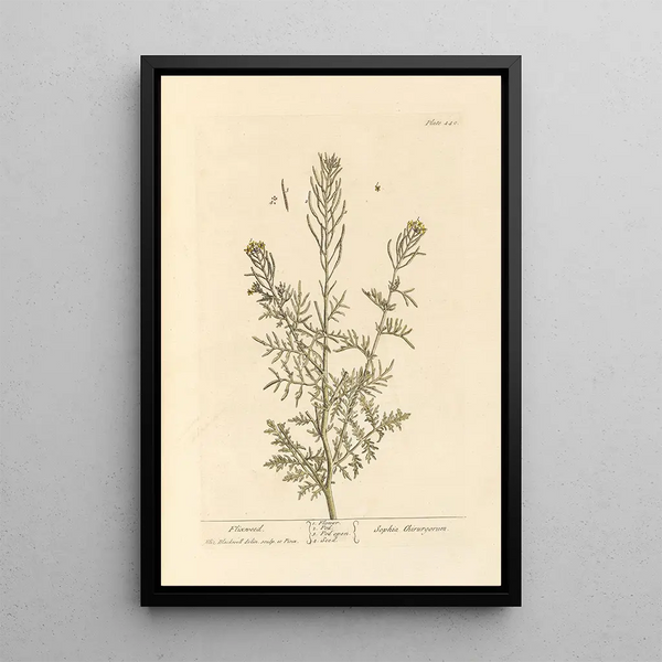 Descurainia - Elizabeth Blackwell — ingelijst kunstwerk aan de muur