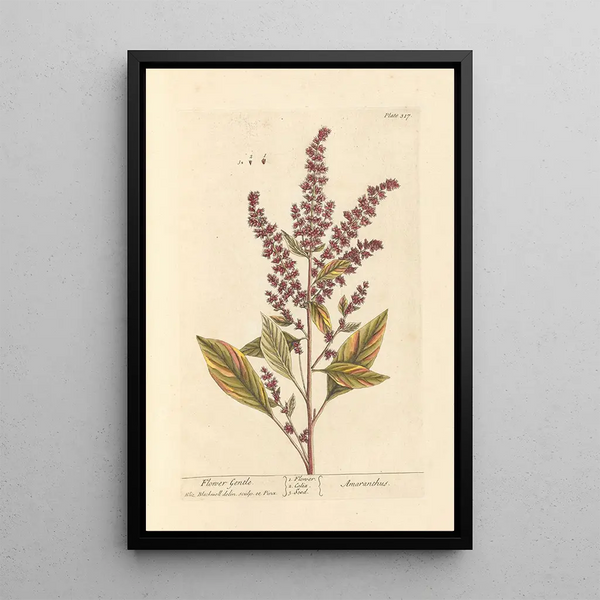 Fleur douce - Elizabeth Blackwell — ingelijst kunstwerk aan de muur