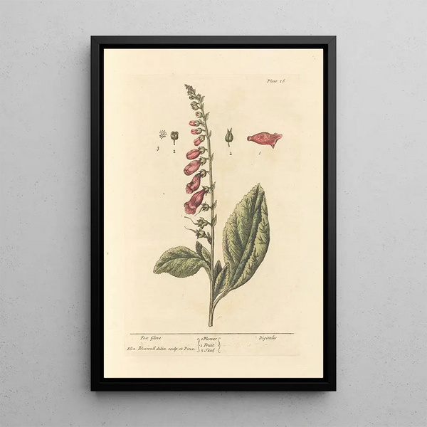 Digitale pourpre Schilderij - Elizabeth Blackwell — ingelijst kunstwerk aan de muur