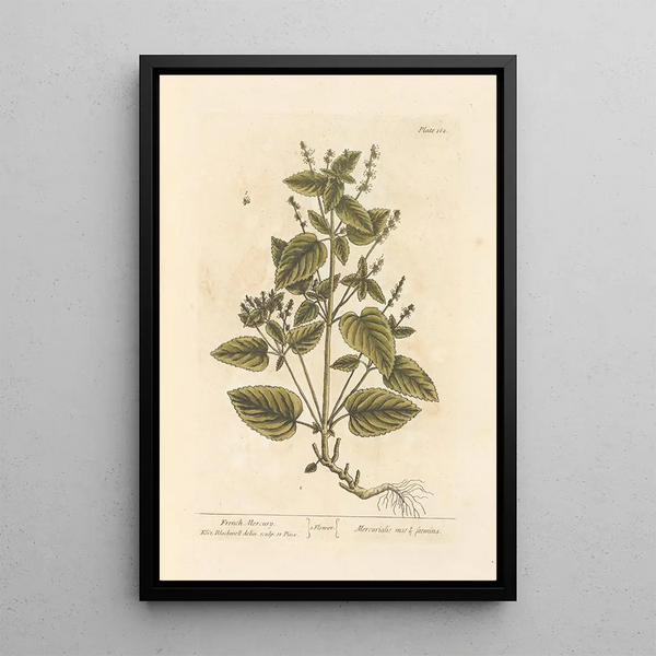 Mercure de France - Elizabeth Blackwell — ingelijst kunstwerk aan de muur