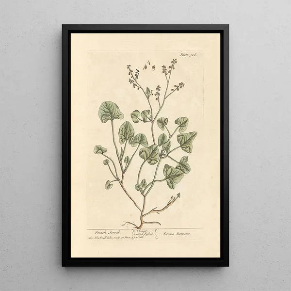 Oseille de France - Elizabeth Blackwell — ingelijst kunstwerk aan de muur