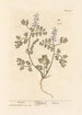 Fumeterre - Elizabeth Blackwell — weergave van het kunstwerk