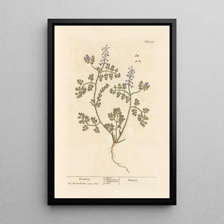 Elizabeth Blackwell - Fumitory.webp
