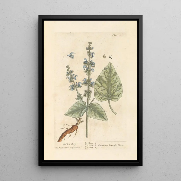 Salie - Elizabeth Blackwell — ingelijst kunstwerk aan de muur