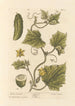 Concombre de jardin - Elizabeth Blackwell — weergave van het kunstwerk