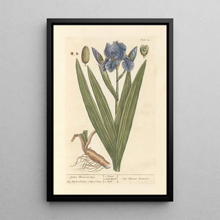 Elizabeth Blackwell - Garden flowerdeluce.webp