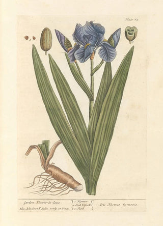 Elizabeth Blackwell - Garden flowerdeluce.webp