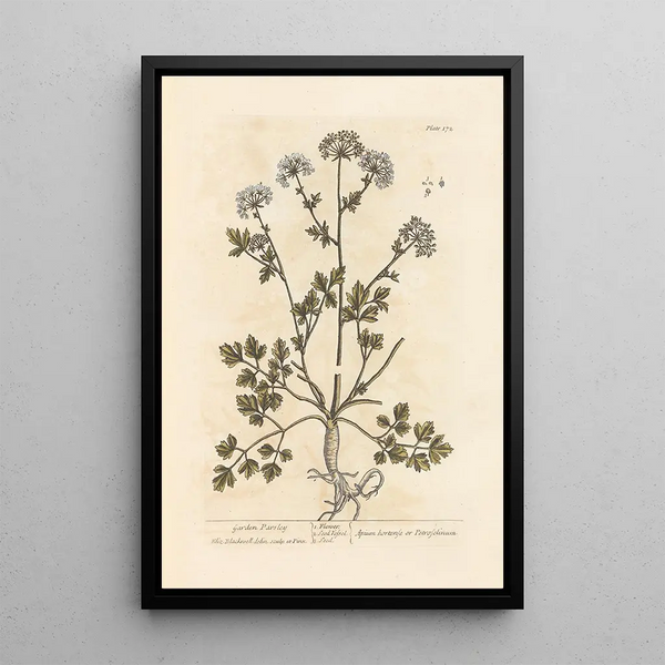 Persil de tuin - Elizabeth Blackwell — ingelijst kunstwerk aan de muur