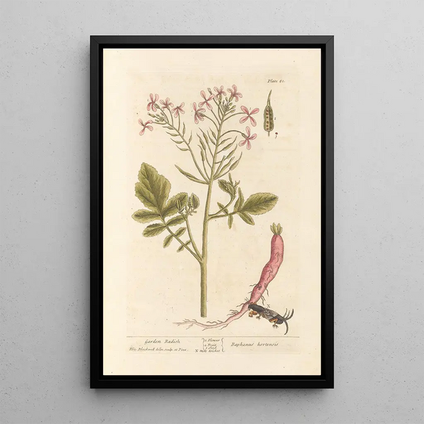 Radis de tuin - Elizabeth Blackwell — ingelijst kunstwerk aan de muur